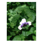 Sola postal violeta