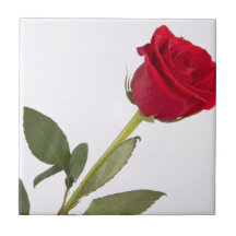 Sola teja de la flor del rosa rojo