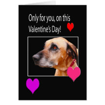 Solamente para usted en Rhodesian Ridgeback de la 