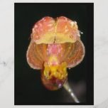 solo aviador anaranjado de la orquídea tarjeta publicitaria