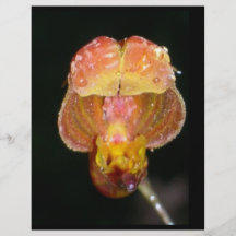 solo aviador anaranjado de la orquídea tarjeta publicitaria