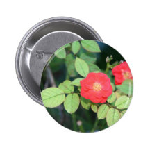 Solo botón rojo de la flor pin