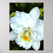 Solo Cattleya blanco Posters