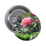 Solo color de rosa pin