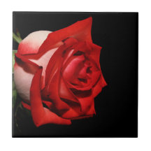 Solo rosa rojo en la teja negra del fondo