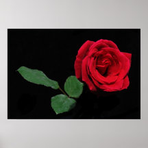 Solo rosa rojo impresiones