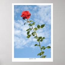 Solo rosa rojo impresiones