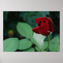 Solo rosa rojo poster