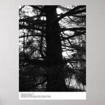 Solo tronco de Tree grande, 1963, por Ansel Adams Impresiones