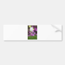 solo tulipán blanco pegatina de parachoque