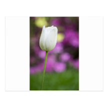 solo tulipán blanco tarjeta postal