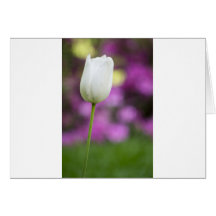 solo tulipán blanco tarjetas