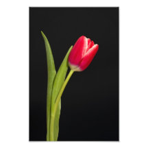 Solo tulipán rojo en fondo negro fotografias