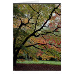 Sombras del otoño, arboreto de Westonbirt Tarjeton