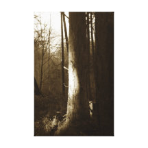 Sombras en el bosque impresiones en lienzo estiradas