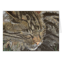 Soñador hermoso (tabby el dormir) felicitaciones