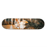 Sophie y penique los dogos franceses tablas de skate