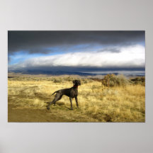 Sorpresa azul de Weimaraner Posters