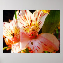 Sorpresa floral posters