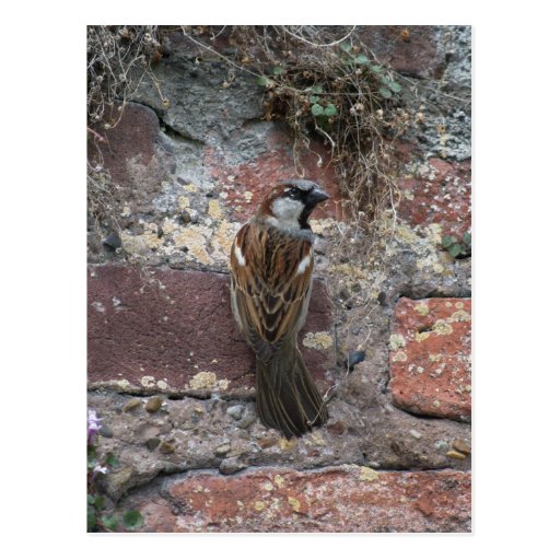 Spatz sparrow postkarte