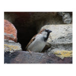 Spatz sparrow postkarte