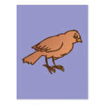 Spatz sparrow postkarten