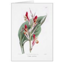 Speciosa de Canna Tarjeton