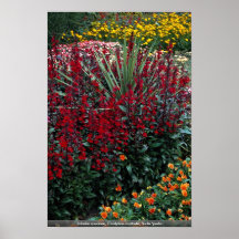 Speciosa del Lobelia, Cordyline australis, pada de Impresiones
