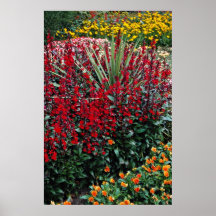 Speciosa del Lobelia, Cordyline australis, pada de Impresiones
