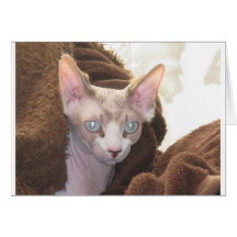 Sphynx Wenskaart