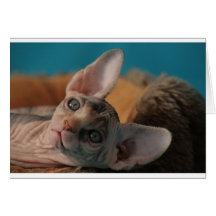 Sphynx Wenskaarten