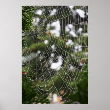 Spiderweb Posters