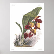 Splendens del Catasetum Poster