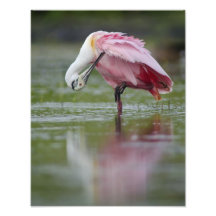 Spoonbill rosado (ajaja) del Platalea 11 x 14 Fotografía