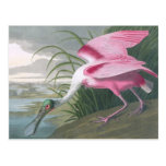 Spoonbill rosado, John James Audubon Postal