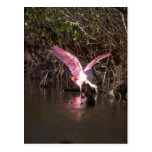 Spoonbill rosado, pescando postal