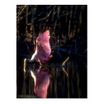 Spoonbill rosado, pescando tarjeta postal