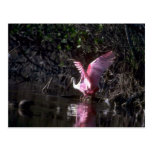 Spoonbill rosado, pescando tarjeta postal