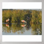 Spoonbills rosados y garza impresiones