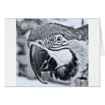 ¡Squaaaak! Tarjetas