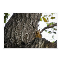 squirel en el árbol inmóvil papelería personalizada