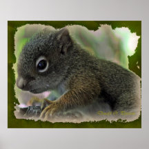 squirrell del bebé poster