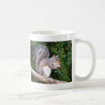 Squrrel que come el pan taza de café