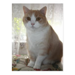 Sr. Big Eyes Postal