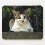 Sr. Cat Mousepad 003 Alfombrillas De Ratones