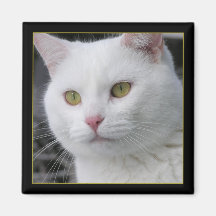Sr. Cat Portrait Iman De Frigorífico