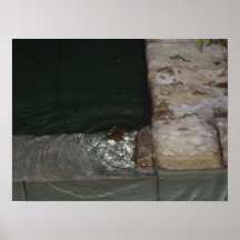 Sr. Frog 1 Poster