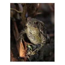 Sr. Frog Postal