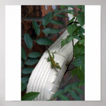 Sr. Lizard Impresiones