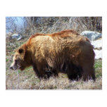 Sr. oso tarjetas postales
